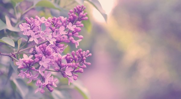 Лилак Фловерс