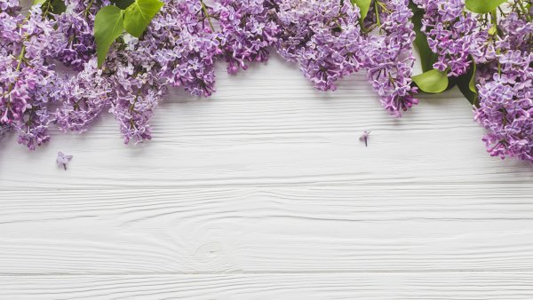 Фотофон для цветов