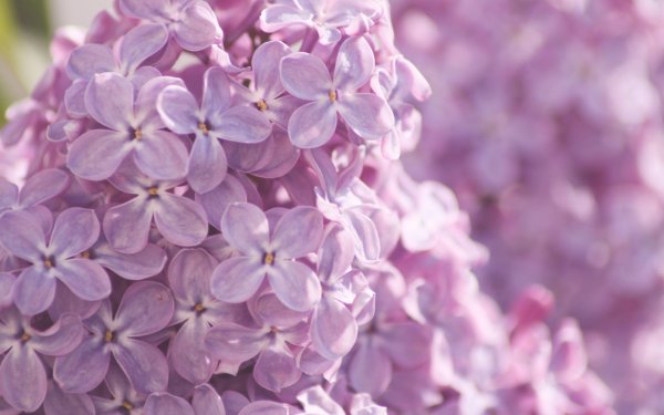 Флоксы цветы