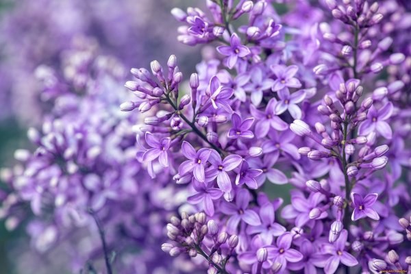 Сирень сиреневая