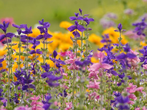 Разнотравье шалфей