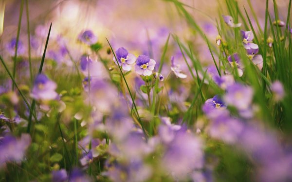 Полевые цветы