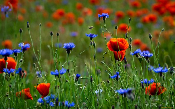 Маково-Васильковое поле