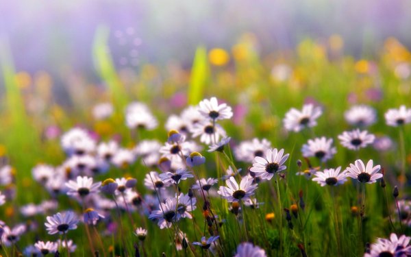 Полевые цветы