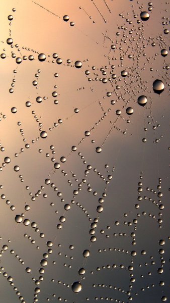 Фотообои телефон