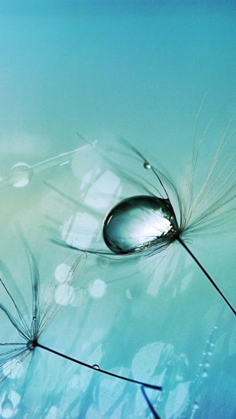 Заставка на экран смартфона