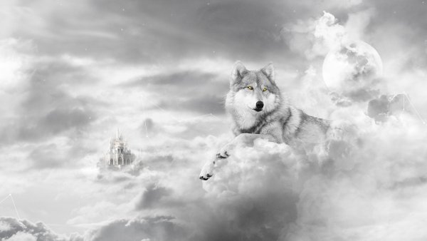 Красивый волк