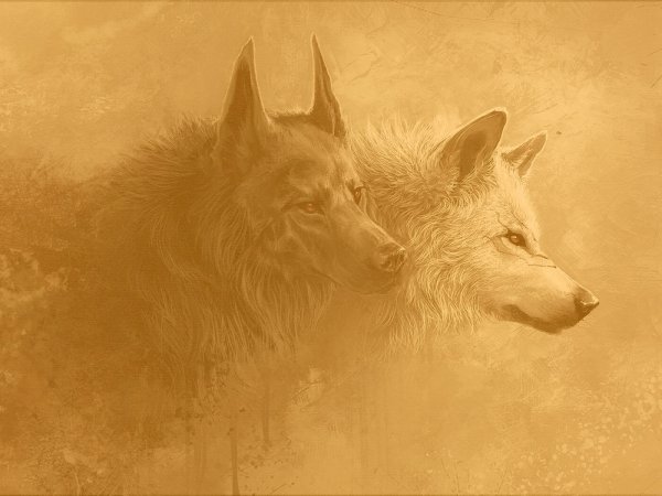 Заставка на рабочий стол волк