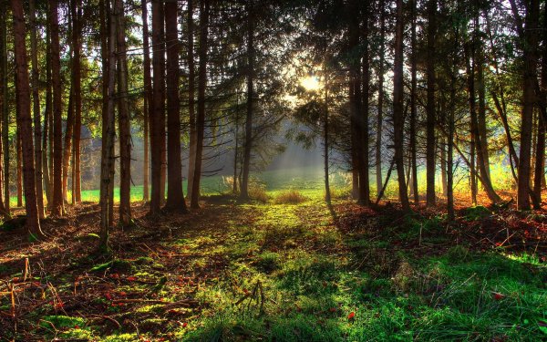 Природа лес