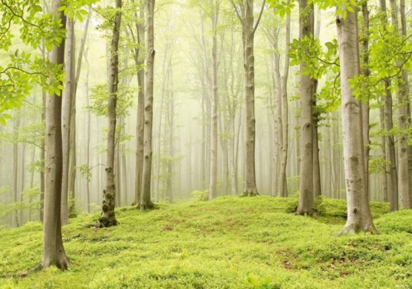 Красивые леса