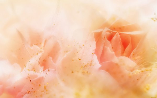 Фон бежевый нежный