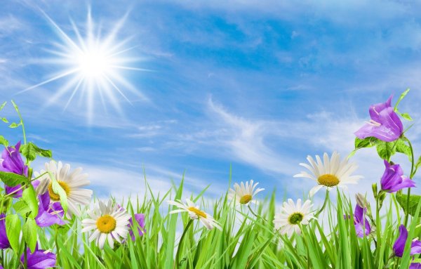 Поляна с цветами и небом