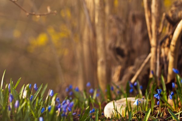 Крокусы и подснежники