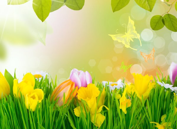 Розовые цветы