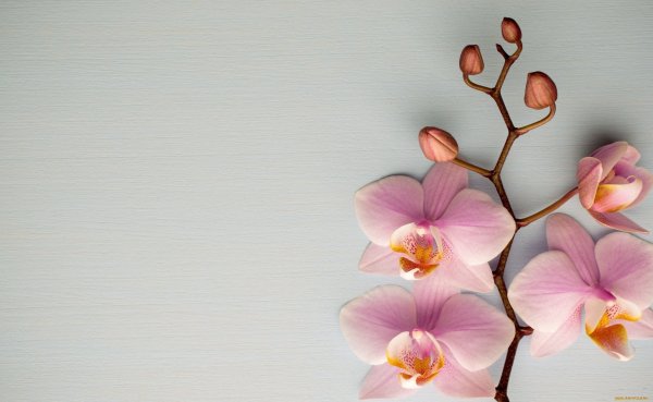 Орхидея на Светлом фоне