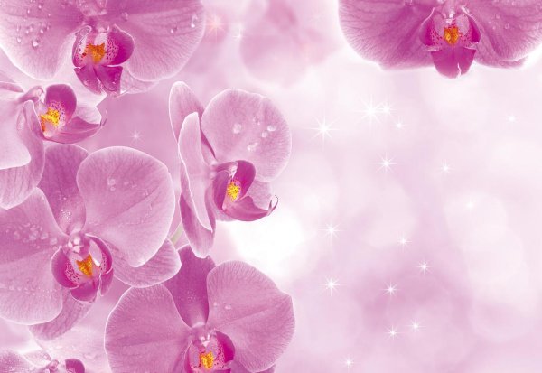 Орхидеи фон