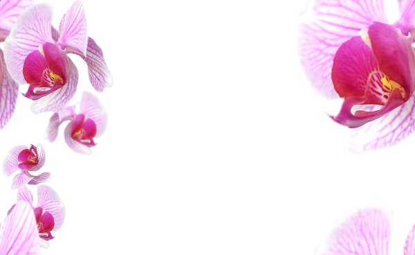 Орхидеи на розовом фоне