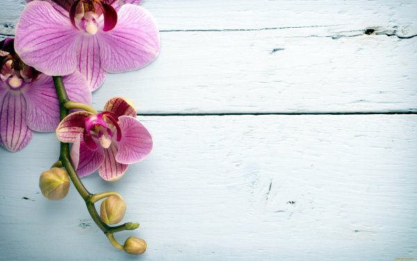 Фотофон с орхидеями