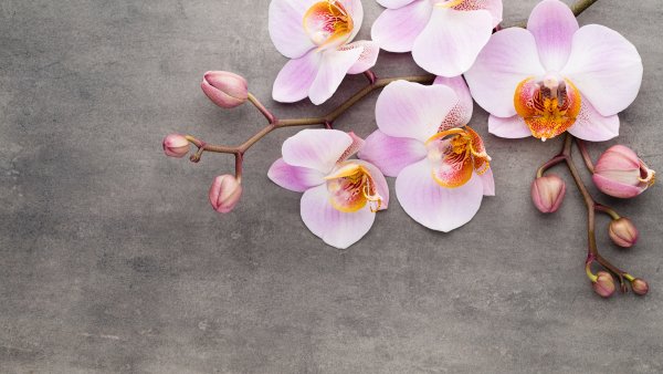 Орхидея фаленопсис спа
