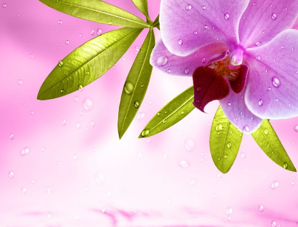 Орхидеи на рабочий стол