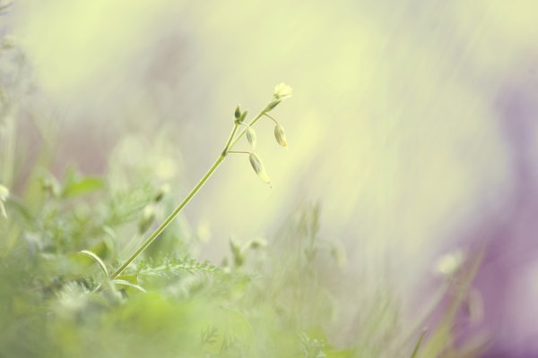 Природа в светлых тонах