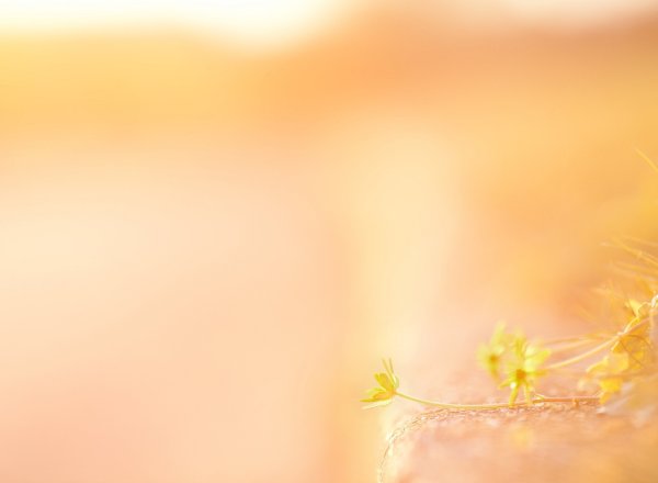 Фон персиковый нежный