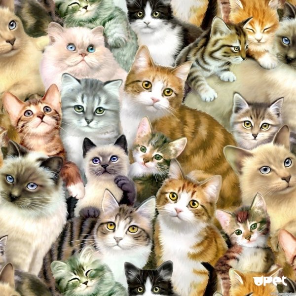 Много кошек