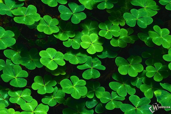 Зеленая тема