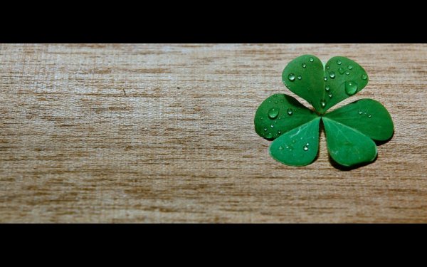 Клевер Луговой четырехлистный