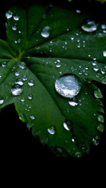 Смартфон на траве