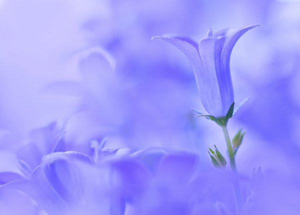 Нежные синие цветы