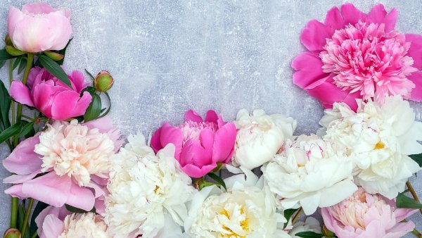 Пионы белые и розовые