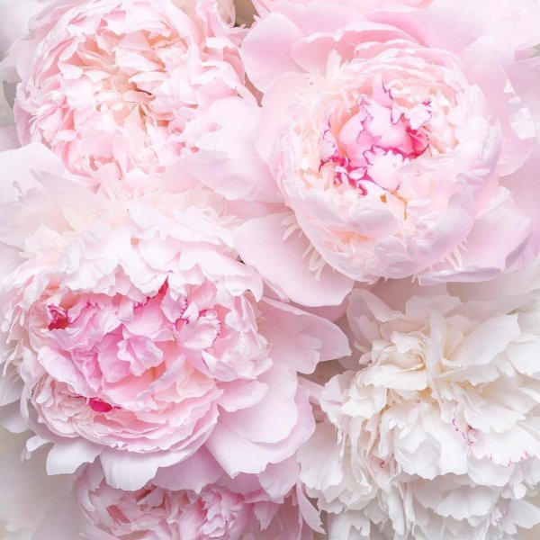Пион нежно-розовый