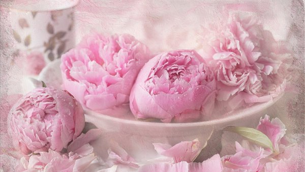 Пудровые пионы