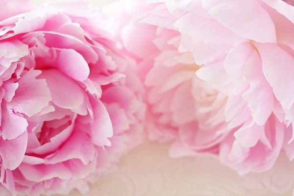 Розовые пионы