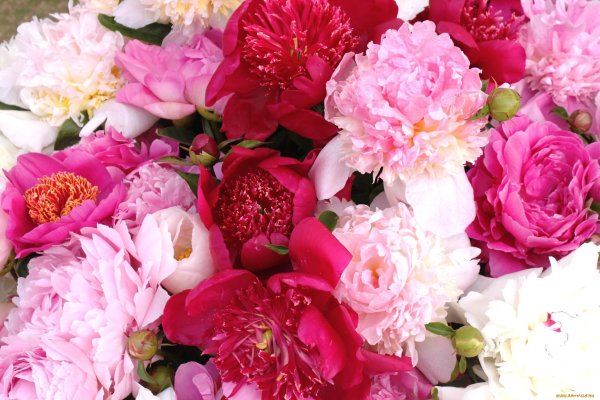 Цветок "пион"