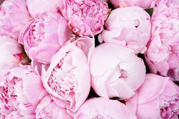 Пион Сара Бернар