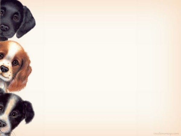 Фон для презентации про животных