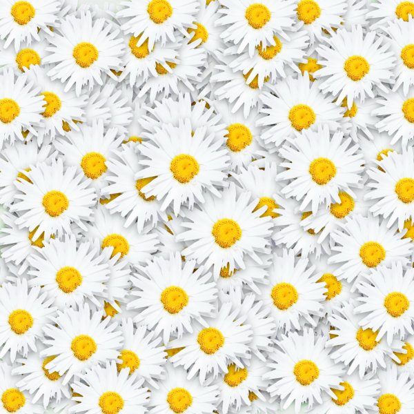 Фон ромашки