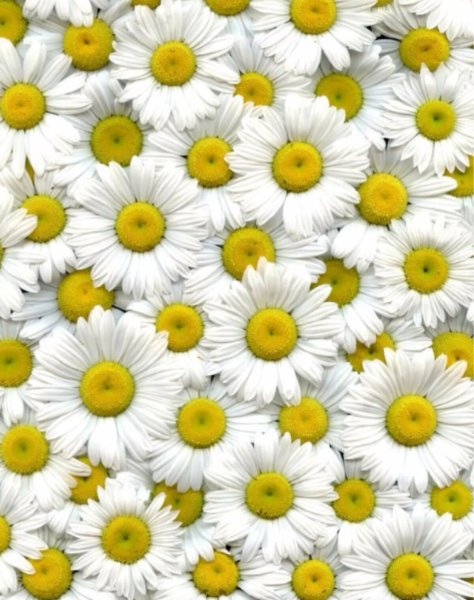 Фон ромашки