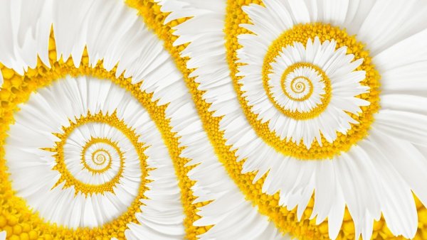 Ромашки абстракция