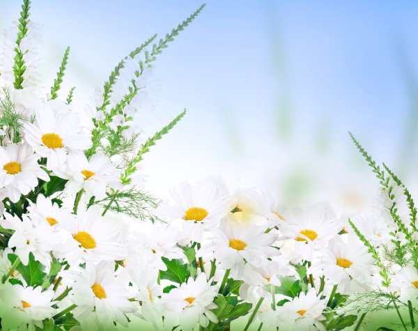 Летние цветы