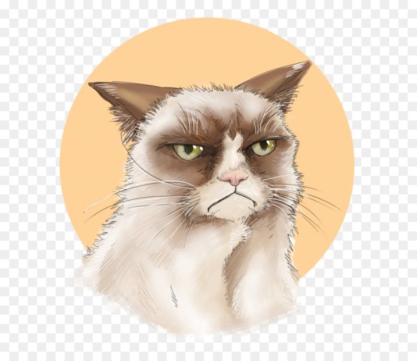 Угрюмый кот