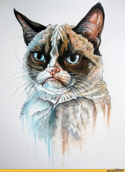 Угрюмый кот арт