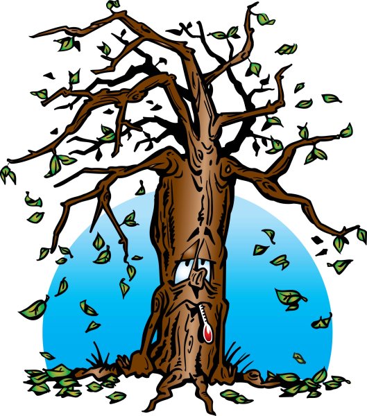 Плачущий дуб