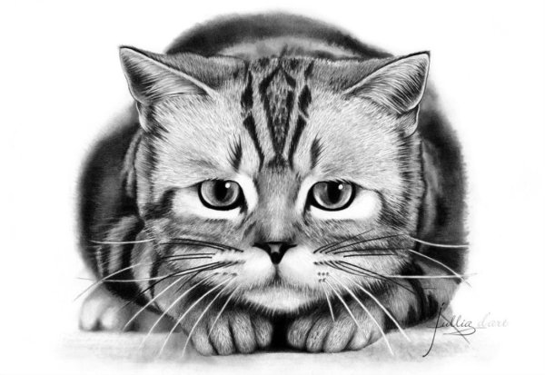 Грустный кот карандашом
