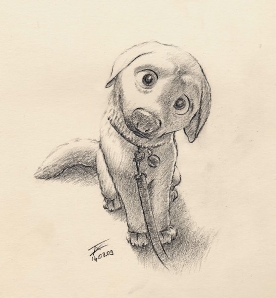 Милые собаки карандашом