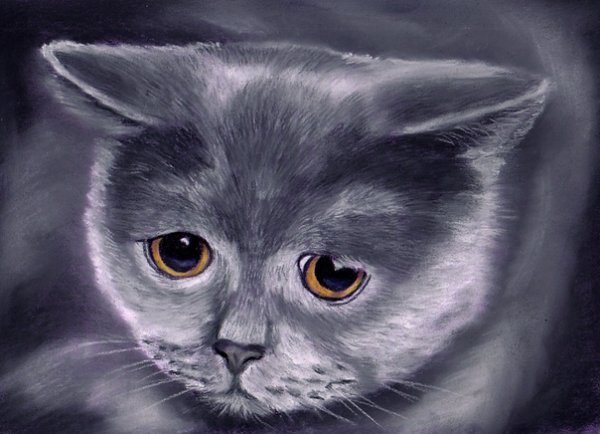 Грустный кот картина