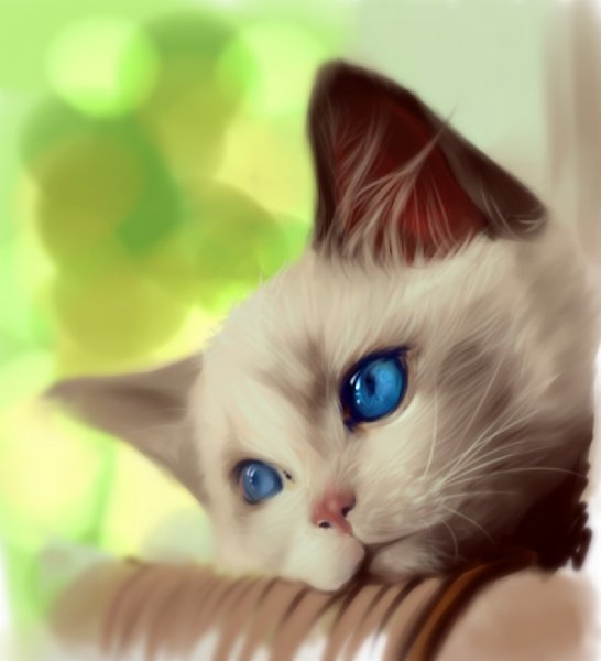 Котята с синими глазами