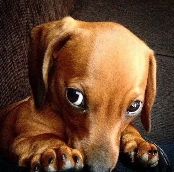 Собака с милыми глазками